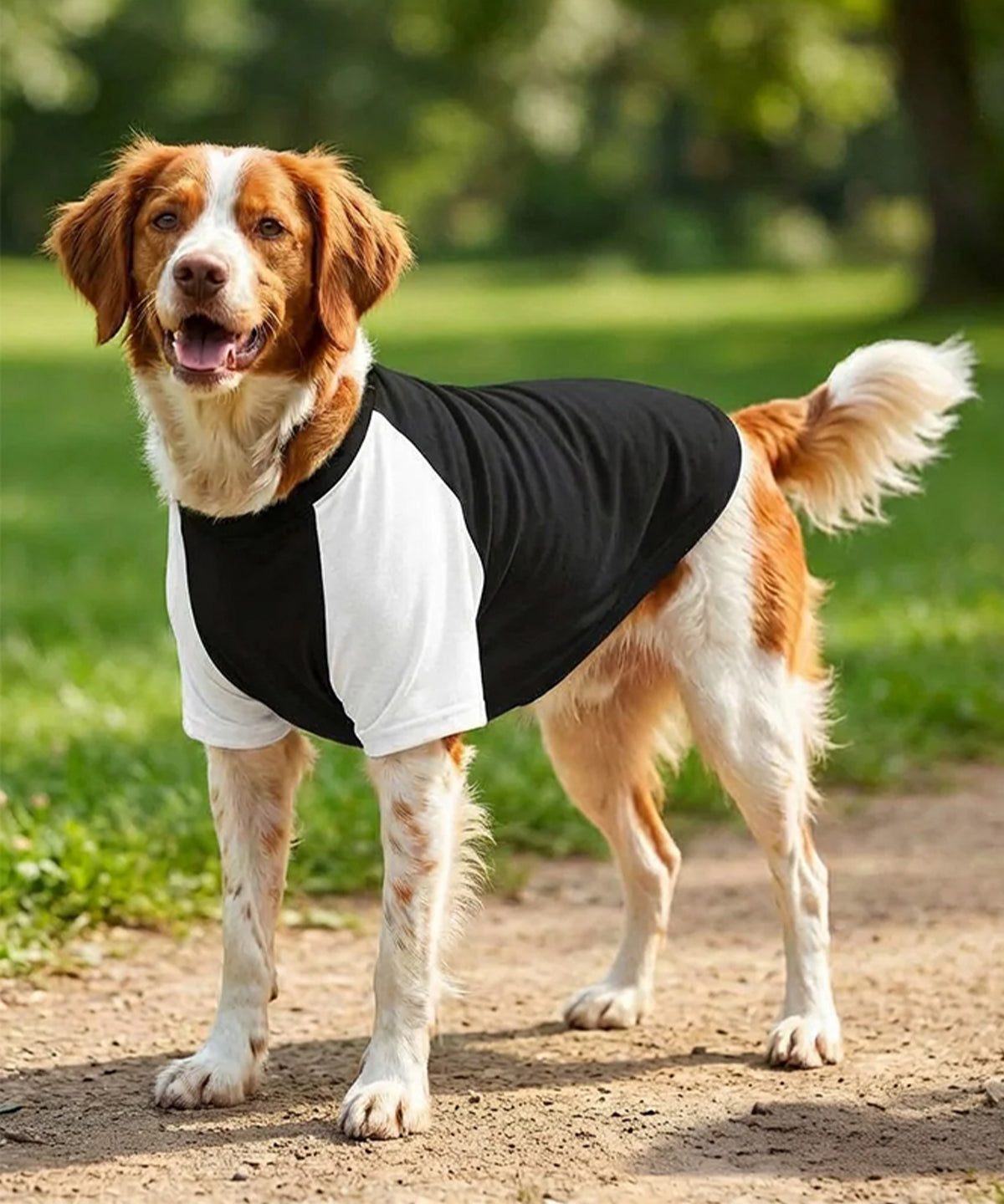 Portman & Pooch Dog’s raglan t-shirt, lifestyle photo