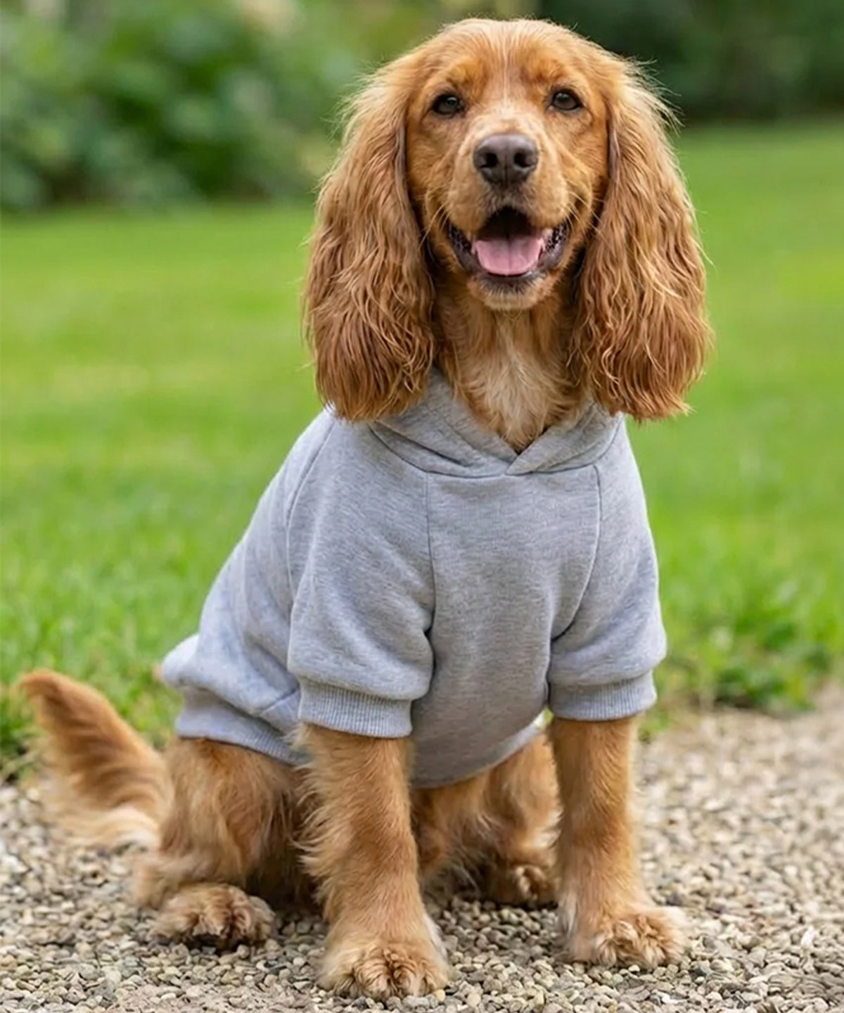Portman & Pooch Dog’s hoodie, lifestyle photo